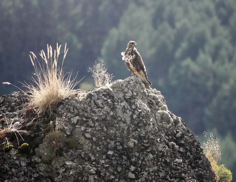 buzzard